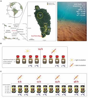 Relative Importance of Chemoautotrophy for Primary Production in a Light Exposed Marine Shallow Hydrothermal System